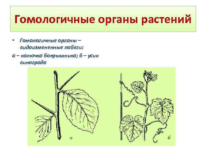 Листья смородины и усики гороха. Колючки боярышника это видоизмененные побеги. Гомологичсный органы растений. Органы видоизмененные побеги. Аналогичные органы растений.