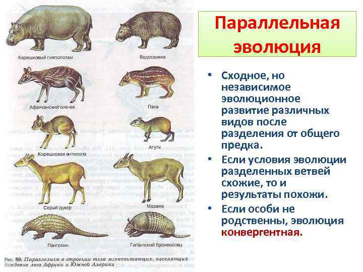 Макроэволюция ведет к образованию новых видов