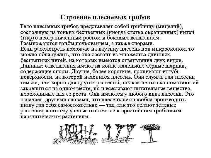 Строение плесневых грибов Тело плесневых грибов представляет собой грибницу (мицелий), состоящую из тонких бесцветных