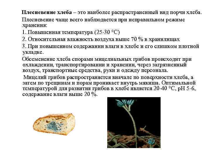 Условия для развития плесени биология 6