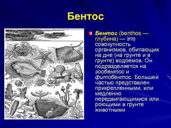 Бентос (benthos — глубина) — это совокупность организмов, обитающих на дне (на грунте и