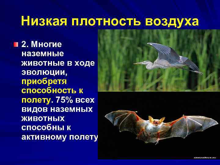 Низкая плотность воздуха 2. Многие наземные животные в ходе эволюции, приобретя способность к полету.