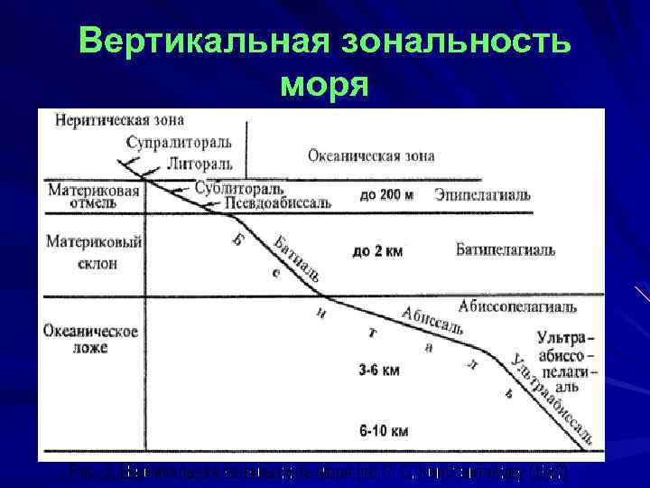 Зональность мирового океана. Вертикальная зональность моря по л.с Константинову 1967 г. Вертикальная зональность моря. Вертикальная зональность схема. Вертикальная зональность пелагиали.