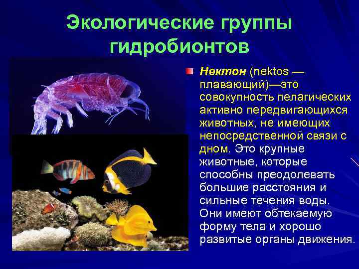 Экологические группы гидробионтов Нектон (nektos — плавающий)—это совокупность пелагических активно передвигающихся животных, не имеющих