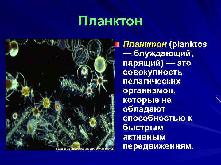 Планктон (planktos — блуждающий, парящий) — это совокупность пелагических организмов, которые не обладают способностью