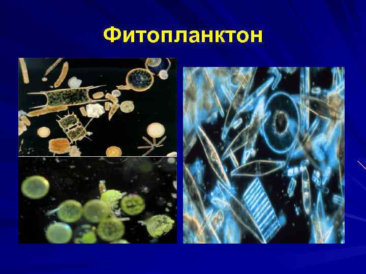 Фитопланктон 