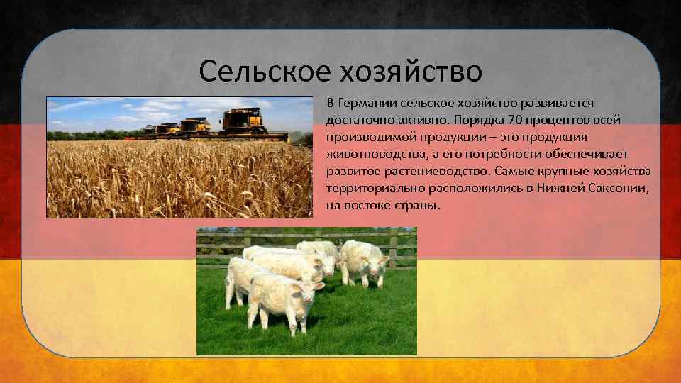 Сельское хозяйство В Германии сельское хозяйство развивается достаточно активно. Порядка 70 процентов всей производимой