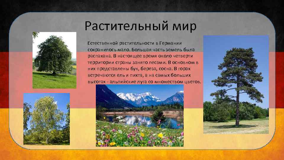 Растительный мир Естественной растительности в Германии сохранилось мало. Большая часть земель была распахана. В