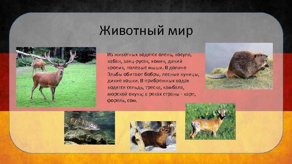 Животный мир Из животных водятся олень, косуля, кабан, заяц-русак, хомяк, дикий кролик, полевые мыши.