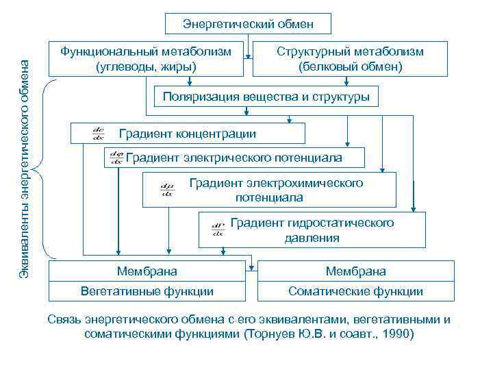Эквиваленты энергетического обмена Энергетический обмен Функциональный метаболизм (углеводы, жиры) Структурный метаболизм (белковый обмен) Поляризация