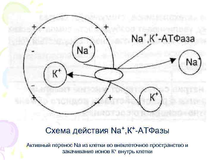 Схема действия Nа+, К+-АТФазы Активный перенос Na из клетки во внеклеточное пространство и закачивание