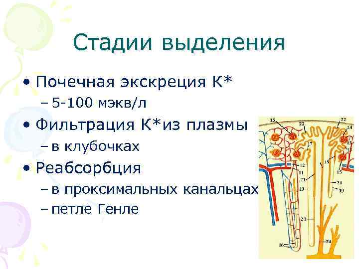 Стадии выделения • Почечная экскреция К* – 5 -100 мэкв/л • Фильтрация К*из плазмы
