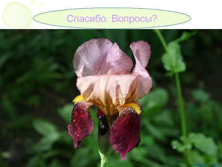 Спасибо. Вопросы? Малышев Ю. П. , 2009 