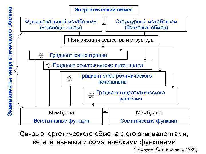 Эквиваленты энергетического обмена Энергетический обмен Функциональный метаболизм (углеводы, жиры) Структурный метаболизм (белковый обмен) Поляризация