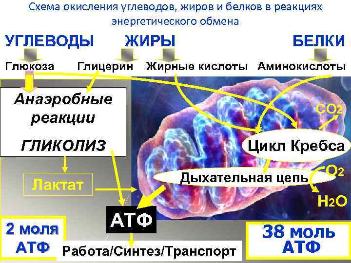 Схема окисления углеводов, жиров и белков в реакциях энергетического обмена УГЛЕВОДЫ Глюкоза ЖИРЫ Глицерин