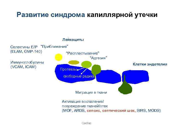 Развитие синдрома капиллярной утечки Лейкоциты Селектины E/P “Приближение” (ELAM, GMP-140) “Распластывание” “Адгезия” Иммуноглобулины (VCAM,