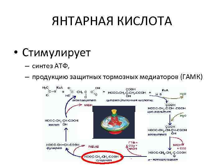 ЯНТАРНАЯ КИСЛОТА • Стимулирует – синтез АТФ, – продукцию защитных тормозных медиаторов (ГАМК) 