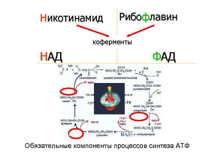 Никотинамид Рибофлавин коферменты НАД ФАД НАД+ ФАД+ НАД+ Обязательные компоненты процессов синтеза АТФ 