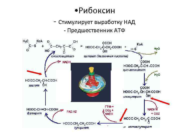  • Рибоксин - Стимулирует выработку НАД - Предшественник АТФ 