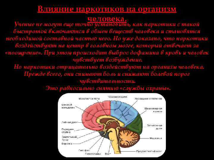 Влияние наркотиков на организм человека. Ученые не могут еще точно установить, как наркотики с