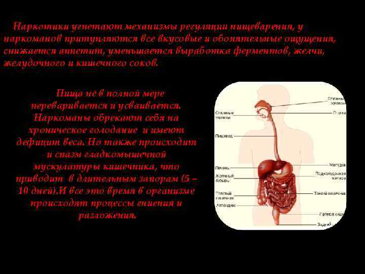 Наркотики угнетают механизмы регуляции пищеварения, у наркоманов притупляются все вкусовые и обонятельные ощущения, снижается