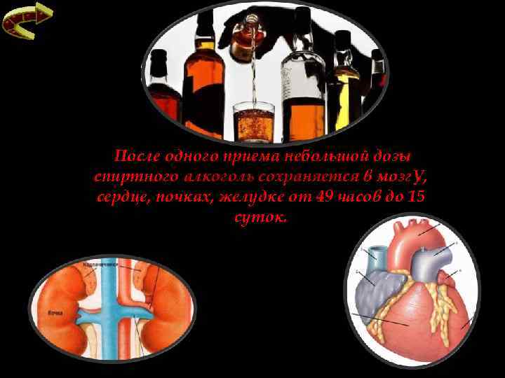После одного приема небольшой дозы спиртного алкоголь сохраняется в мозг. У, сердце, почках, желудке