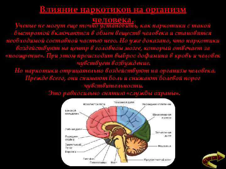 Влияние наркотиков на организм человека. Ученые не могут еще точно установить, как наркотики с