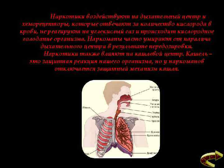 Наркотики воздействуют на дыхательный центр и хеморецепторы, которые отвечают за количество кислорода в крови,