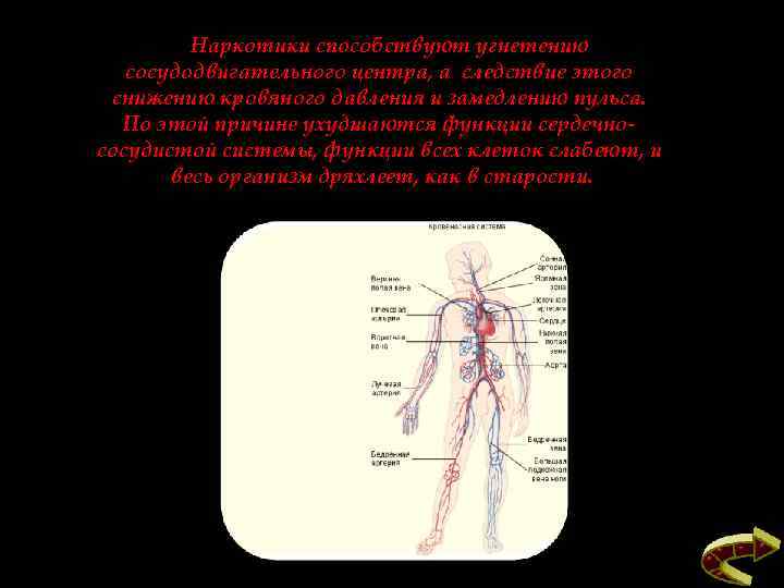 Наркотики способствуют угнетению сосудодвигательного центра, а следствие этого снижению кровяного давления и замедлению пульса.