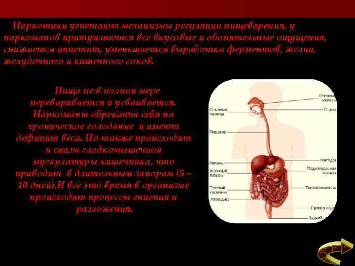 Наркотики угнетают механизмы регуляции пищеварения, у наркоманов притупляются все вкусовые и обонятельные ощущения, снижается