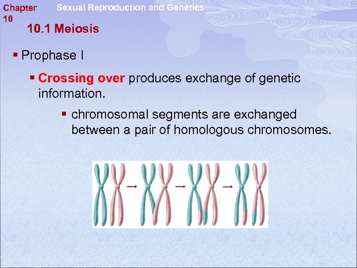 Chapter 10 Sexual Reproduction and Genetics 10. 1 Meiosis § Prophase I § Crossing