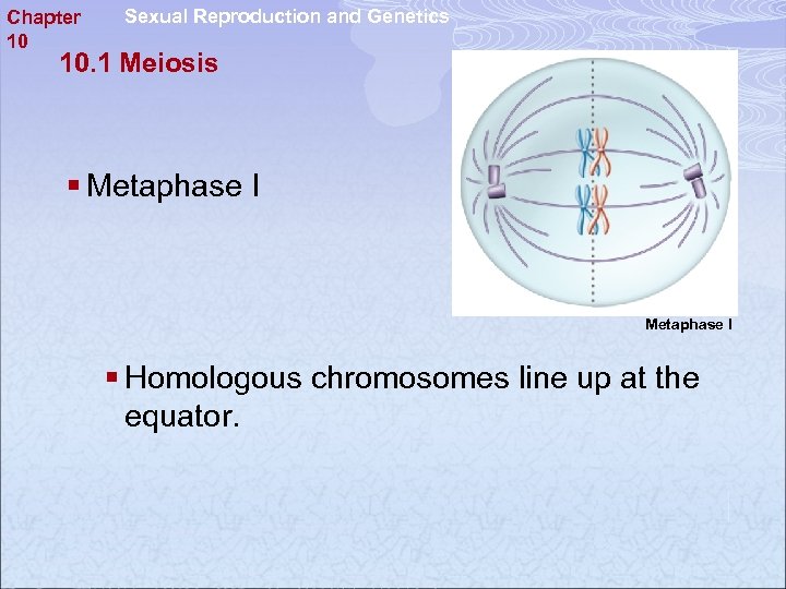 Chapter 10 Sexual Reproduction and Genetics 10. 1 Meiosis § Metaphase I § Homologous