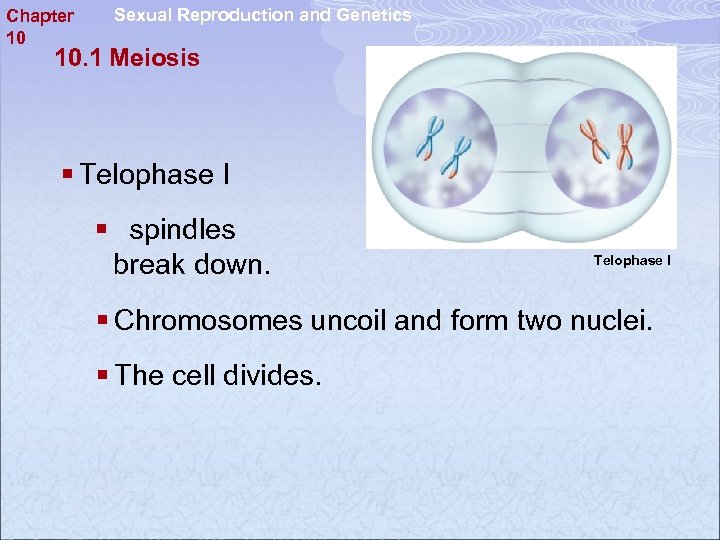 Chapter 10 Sexual Reproduction and Genetics 10. 1 Meiosis § Telophase I § spindles