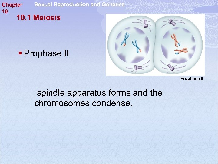 Chapter 10 Sexual Reproduction and Genetics 10. 1 Meiosis § Prophase II spindle apparatus