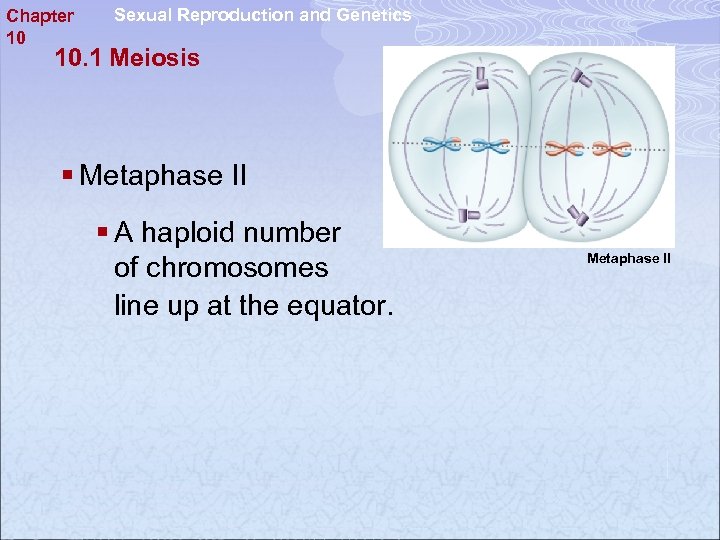 Chapter 10 Sexual Reproduction and Genetics 10. 1 Meiosis § Metaphase II § A