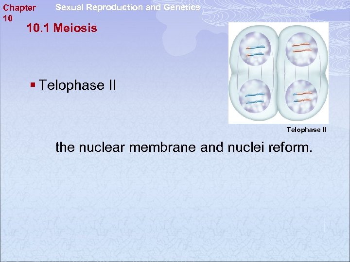 Chapter 10 Sexual Reproduction and Genetics 10. 1 Meiosis § Telophase II the nuclear