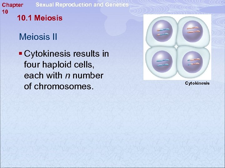 Chapter 10 Sexual Reproduction and Genetics 10. 1 Meiosis II § Cytokinesis results in