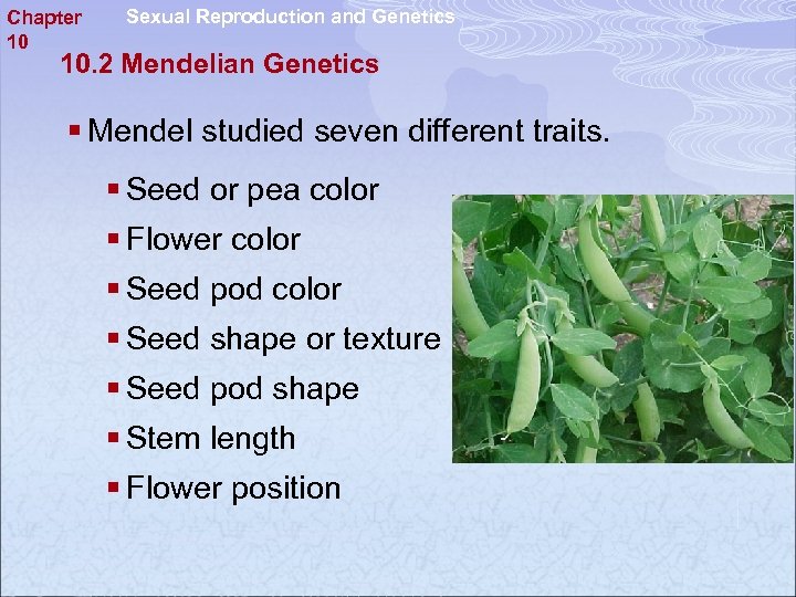 Chapter 10 Sexual Reproduction and Genetics 10. 2 Mendelian Genetics § Mendel studied seven