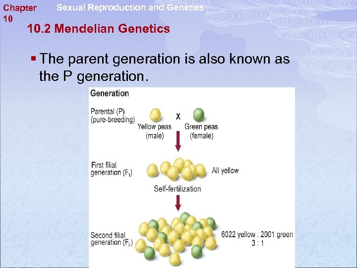 Chapter 10 Sexual Reproduction and Genetics 10. 2 Mendelian Genetics § The parent generation