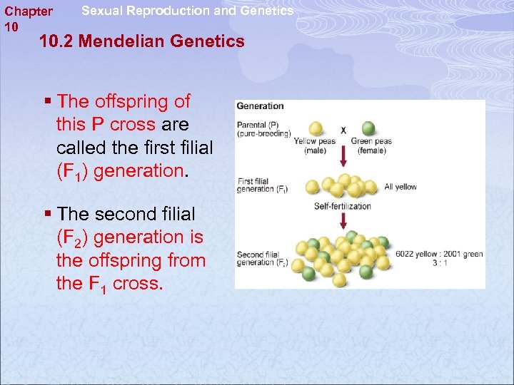 Chapter 10 Sexual Reproduction and Genetics 10. 2 Mendelian Genetics § The offspring of