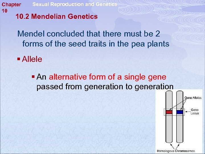 Chapter 10 Sexual Reproduction and Genetics 10. 2 Mendelian Genetics Mendel concluded that there