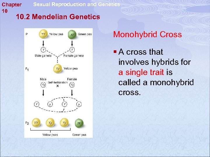 Chapter 10 Sexual Reproduction and Genetics 10. 2 Mendelian Genetics Monohybrid Cross § A