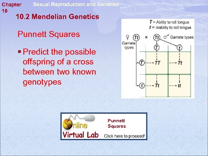 Chapter 10 Sexual Reproduction and Genetics 10. 2 Mendelian Genetics Punnett Squares § Predict