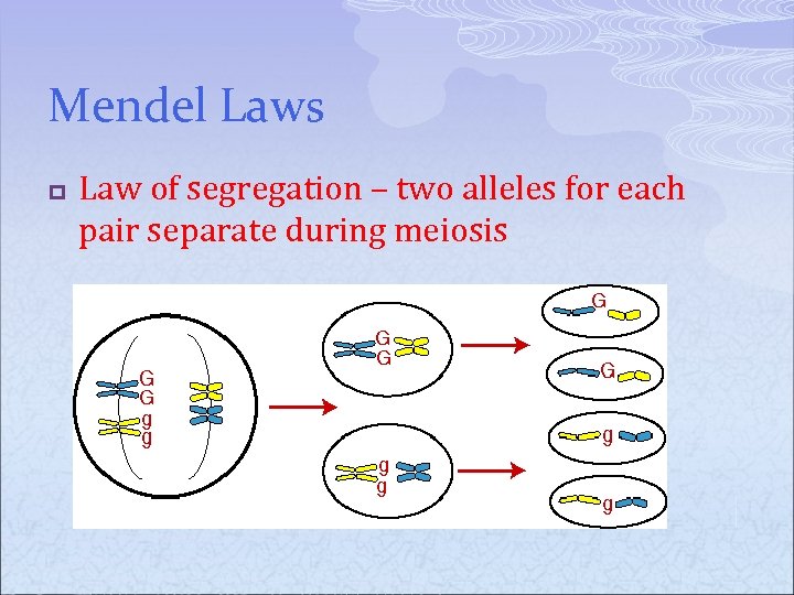 Mendel Laws p Law of segregation – two alleles for each pair separate during