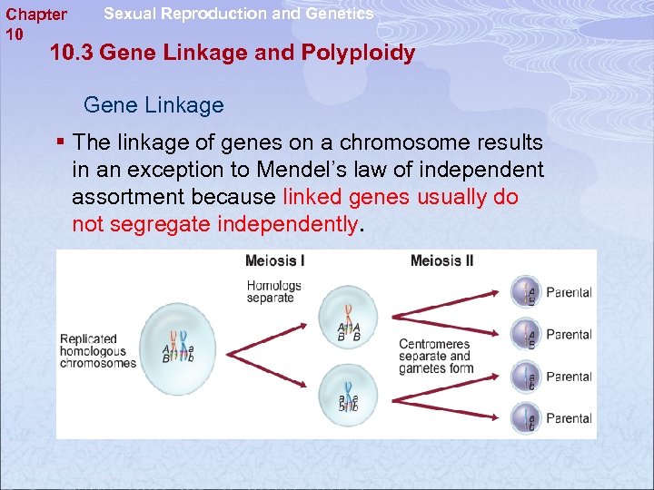 Chapter 10 Sexual Reproduction and Genetics 10. 3 Gene Linkage and Polyploidy Gene Linkage