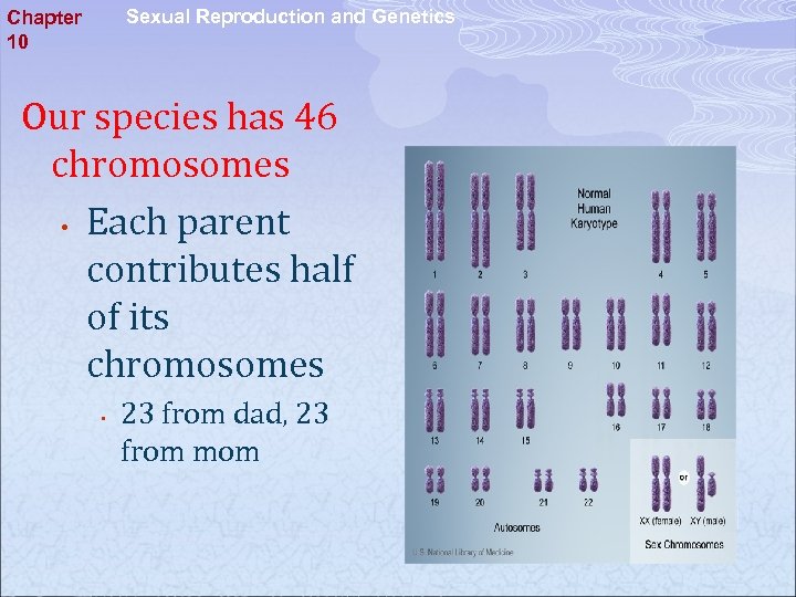 Sexual Reproduction and Genetics Chapter 10 Our species has 46 chromosomes • Each parent
