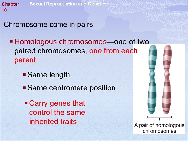 Chapter 10 Sexual Reproduction and Genetics Chromosome come in pairs § Homologous chromosomes—one of