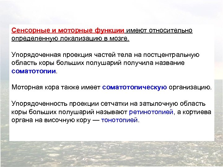 Сенсорные и моторные функции имеют относительно определенную локализацию в мозге. Упорядоченная проекция частей тела