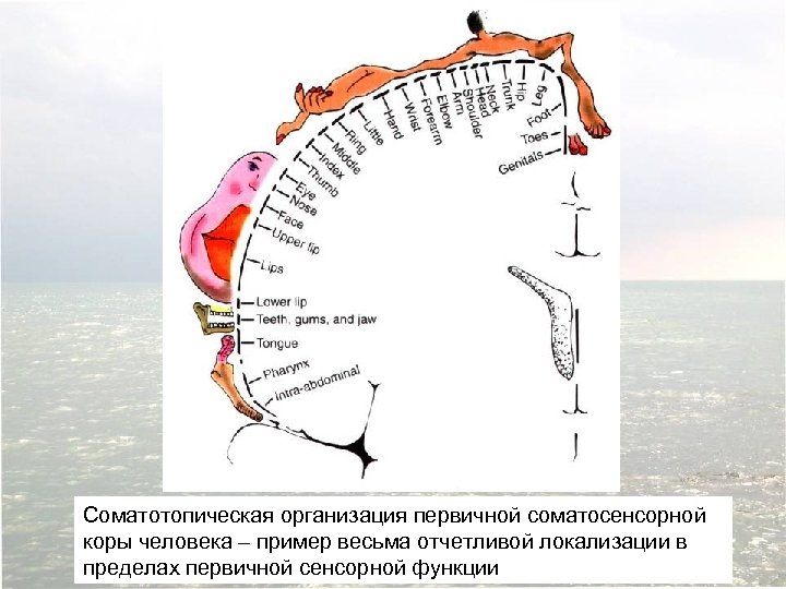 Соматотопическая организация первичной соматосенсорной коры человека – пример весьма отчетливой локализации в пределах первичной