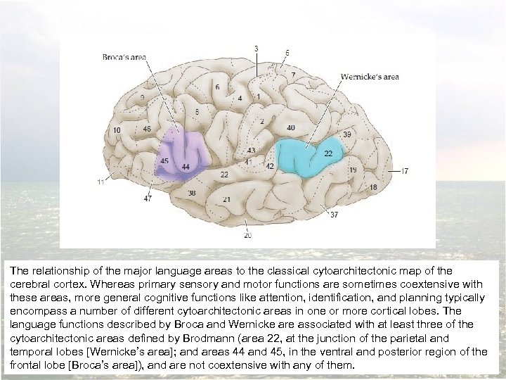 The relationship of the major language areas to the classical cytoarchitectonic map of the
